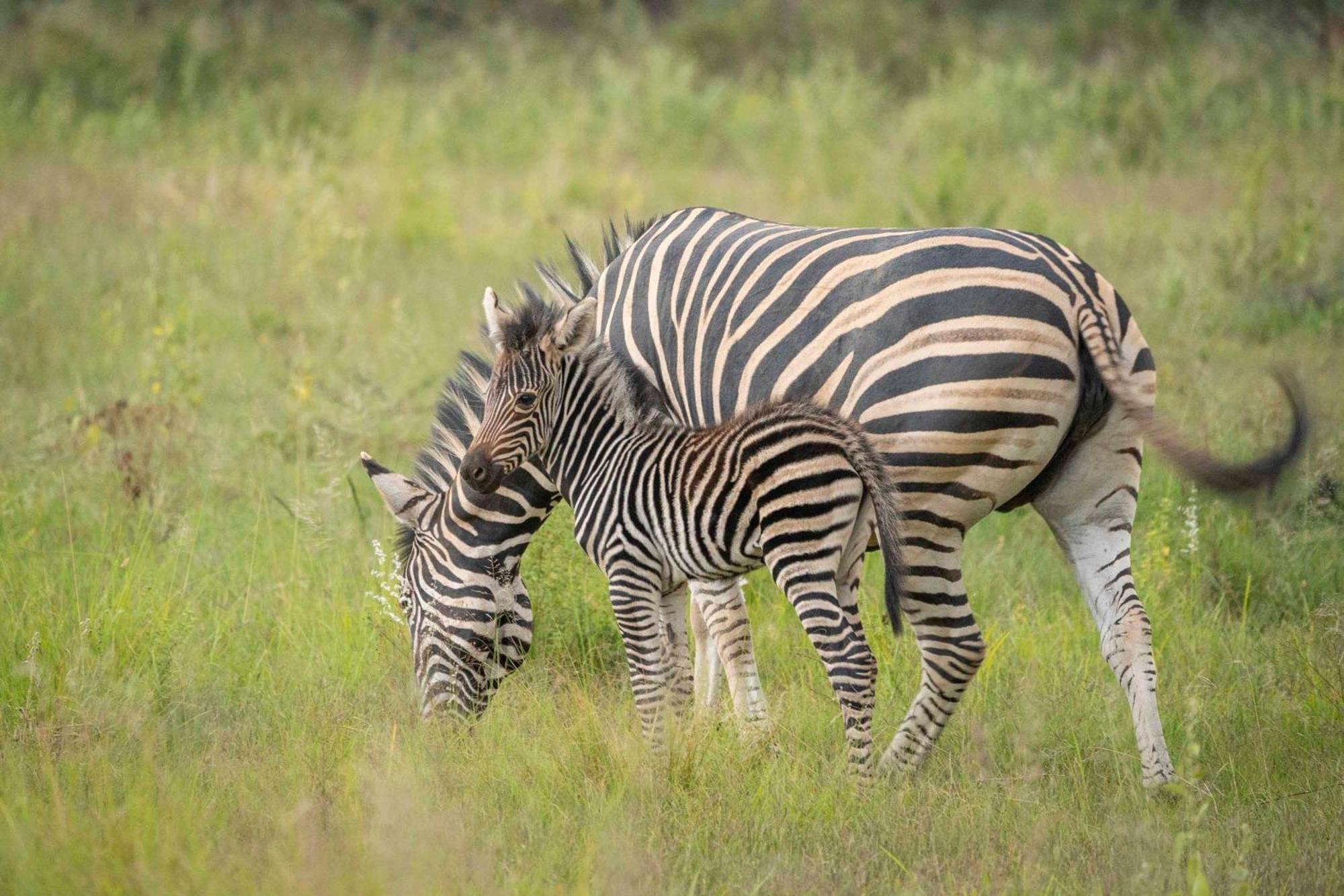 Tshwene Lodge Vaalwater Zewnętrze zdjęcie