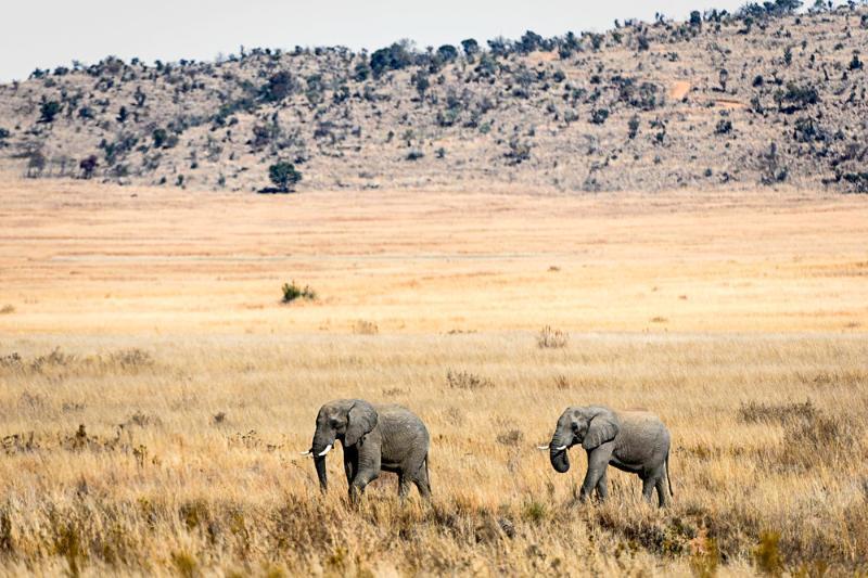 Tshwene Lodge Vaalwater Zewnętrze zdjęcie